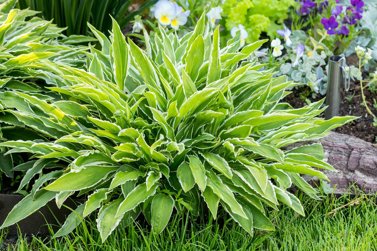 Funkia Hosta SANDHILL CRANE