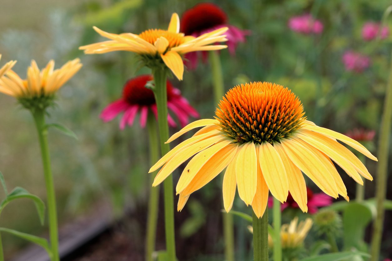 Jeżówka HONEY SKIPPER - 2