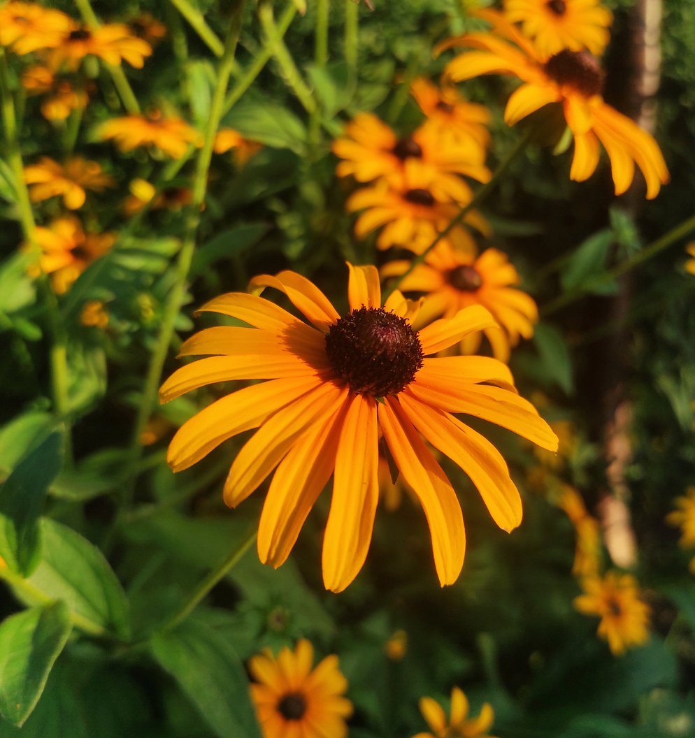 Jeżówka HONEY SKIPPER - 3