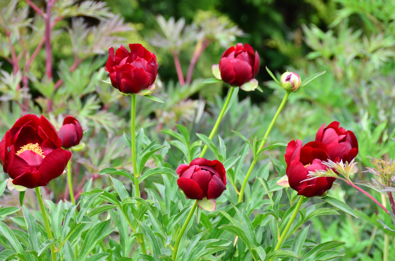 Piwonia BUCKEYE BELLE - 3