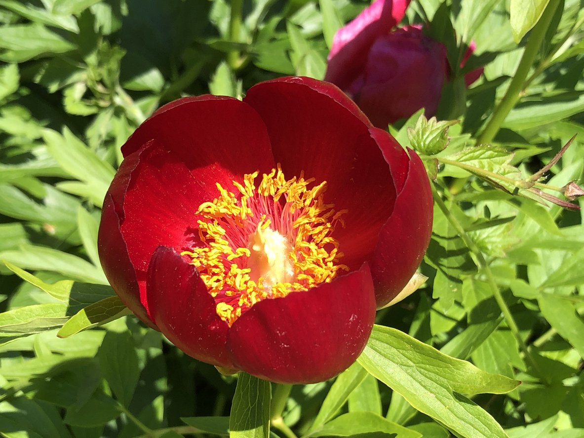 Piwonia BUCKEYE BELLE - 4