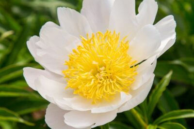 Piwonia chińska CLAIRE DE LUNE