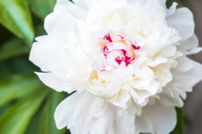 Piwonia FESTIVA MAXIMA