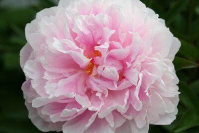 Piwonia chińska SHIRLEY TEMPLE