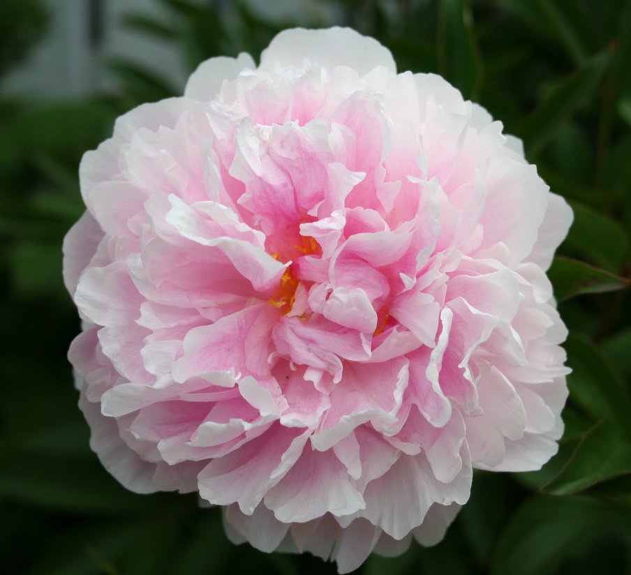 Piwonia chińska SHIRLEY TEMPLE