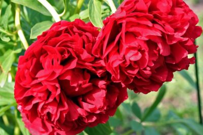 Piwonia RUBRA FLORA PLENA