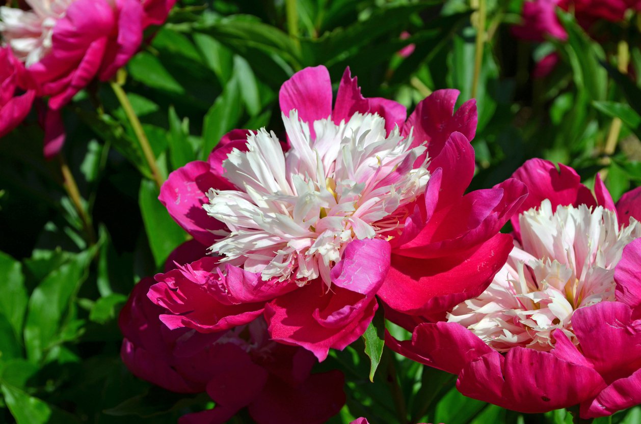 Piwonia WHITE CUP - 2