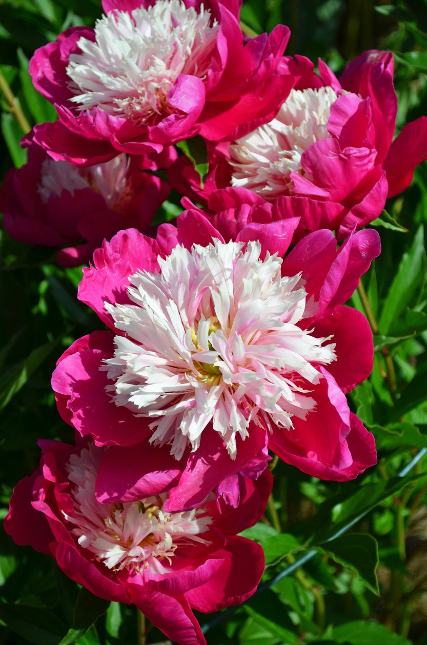 Piwonia WHITE CUP - 4