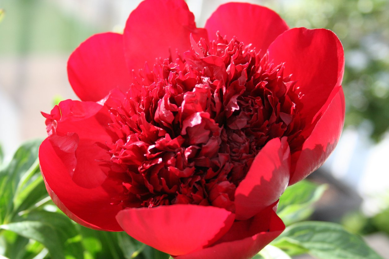 Piwonia RED CHARM - 2