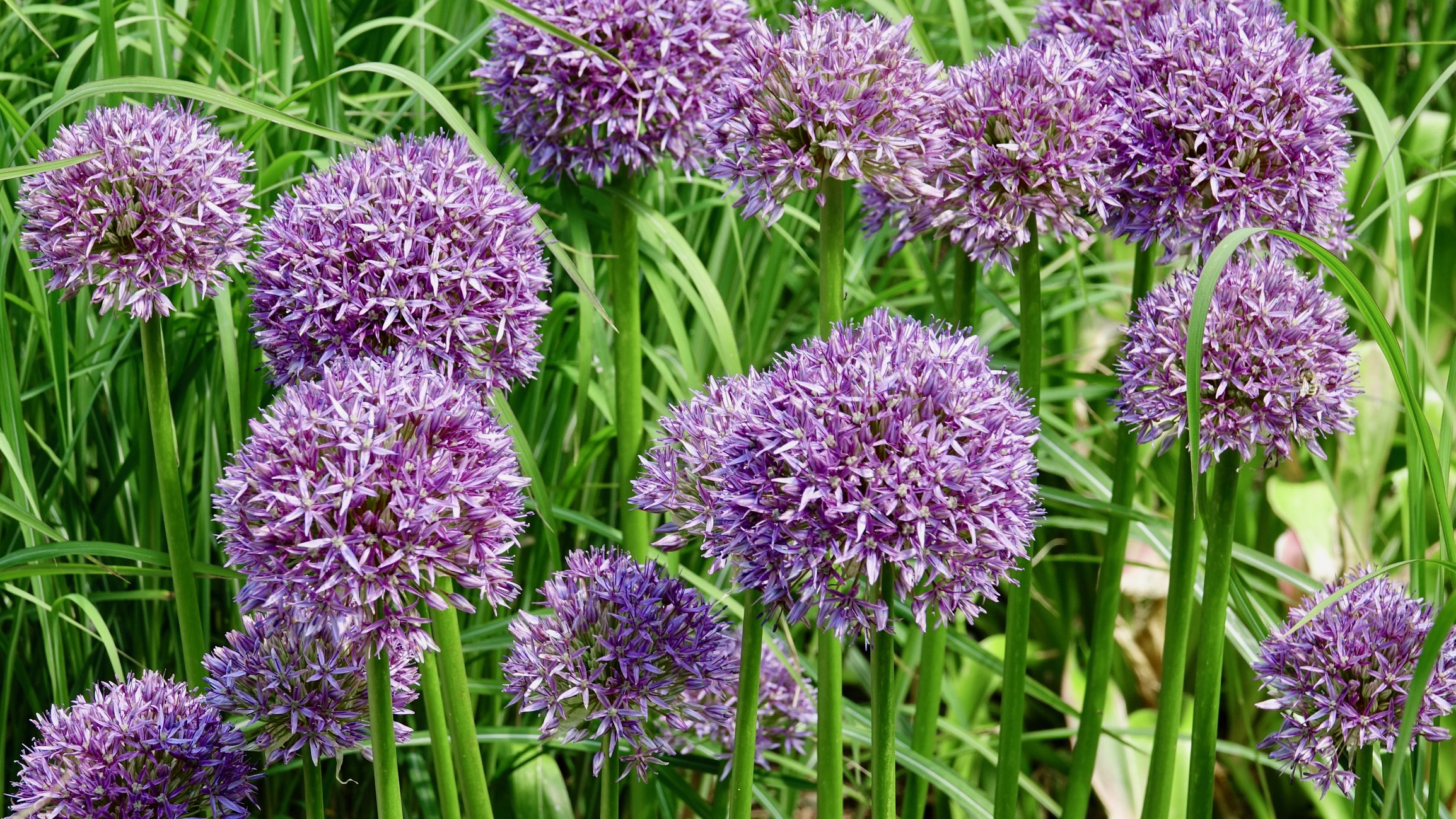 Czosnek ozdobny PARTY BALOONS - 2