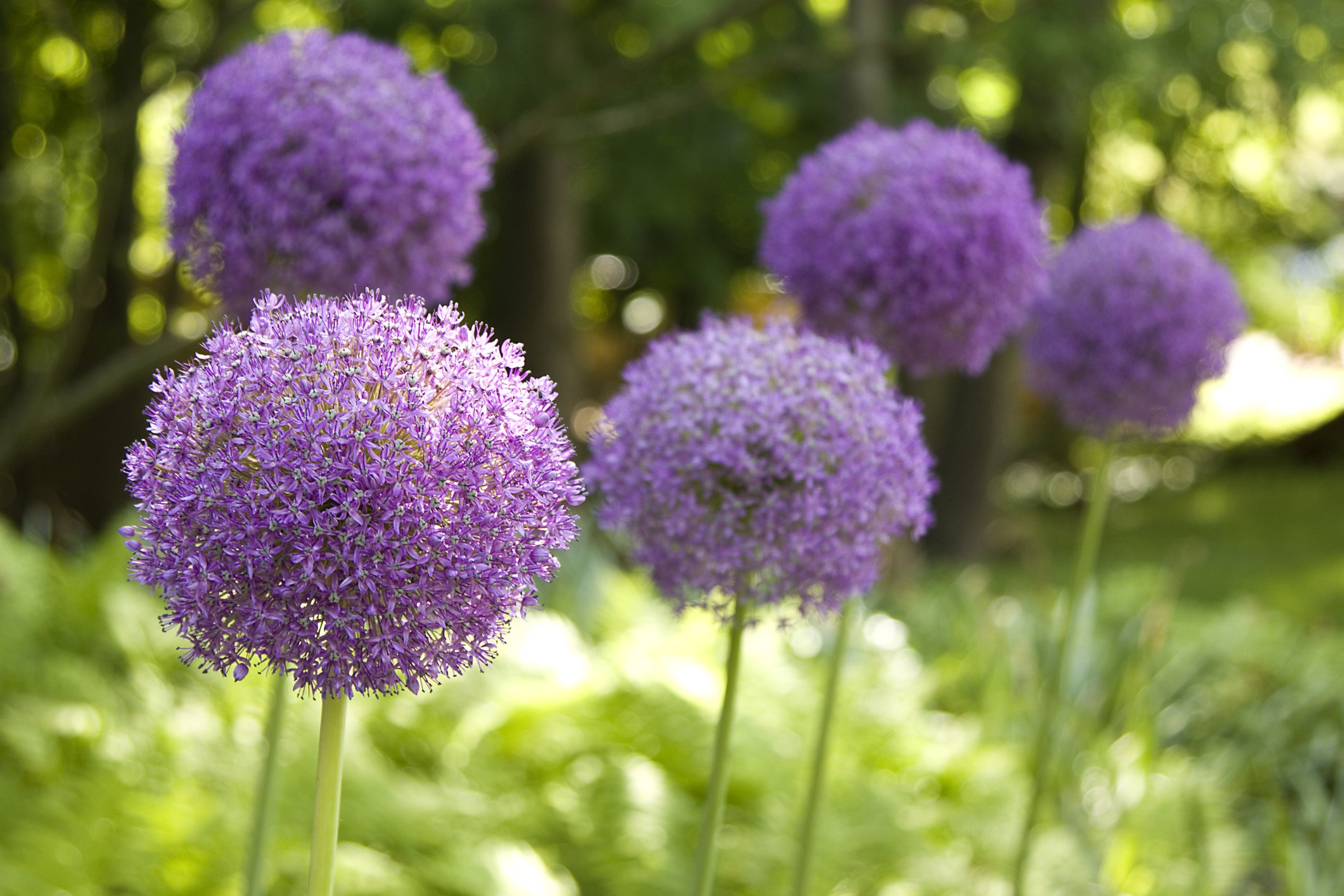 Czosnek ozdobny PARTY BALOONS - 4