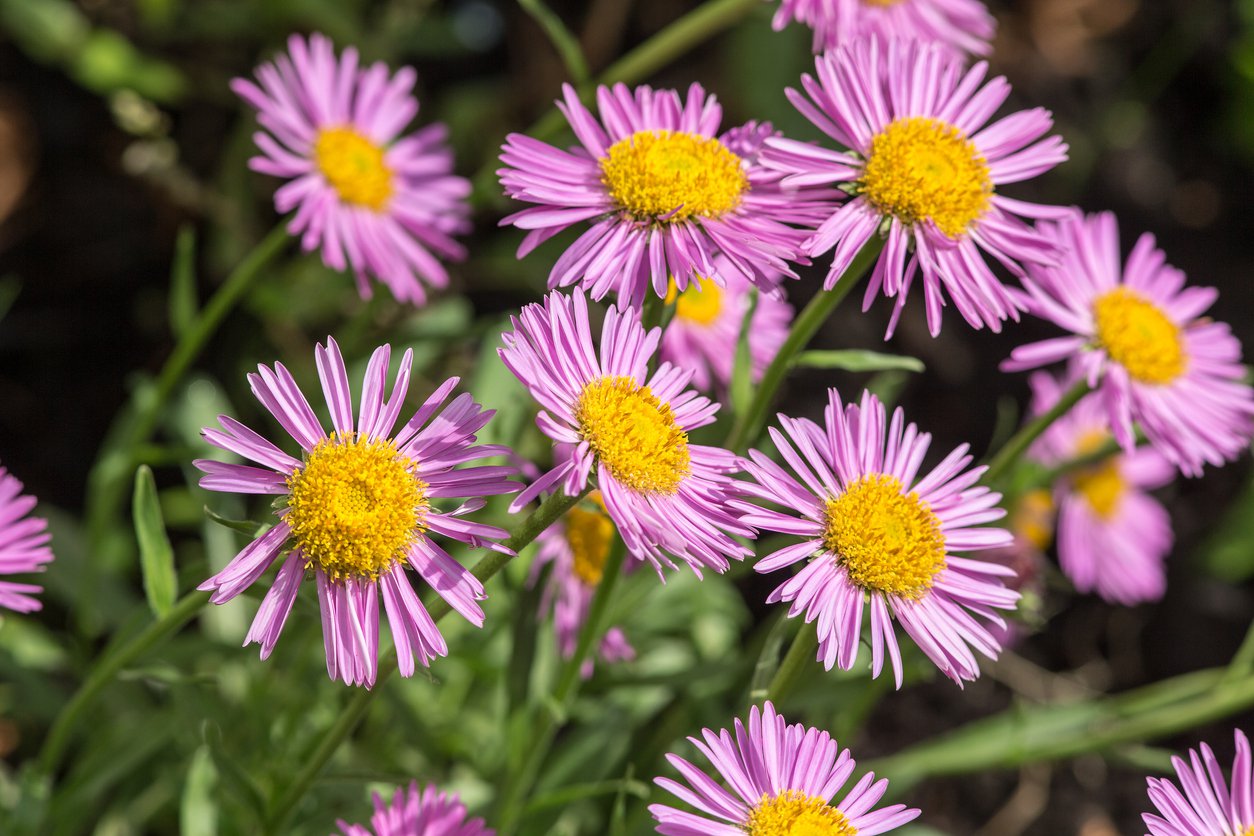 Aster KARŁOWATY - 3