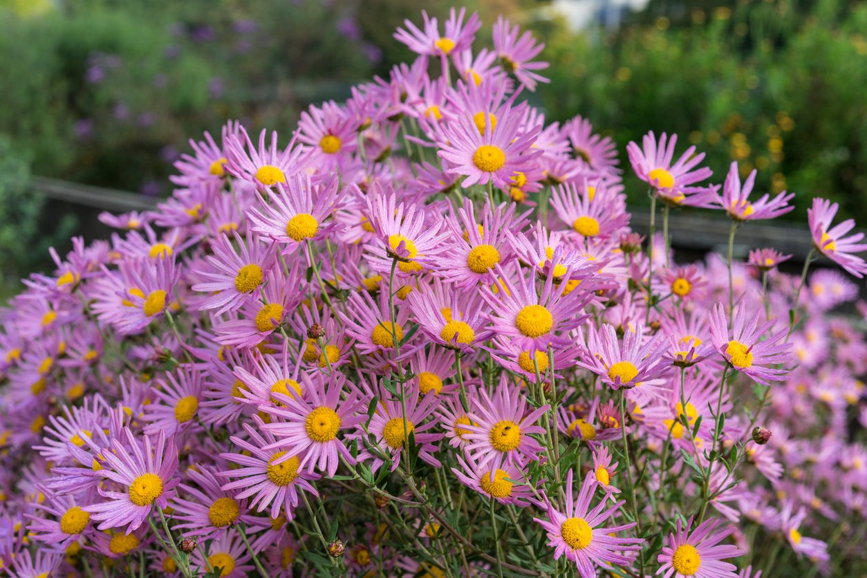 Aster KARŁOWATY - 2