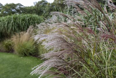 Miskant chiński VERSAMMLUNG