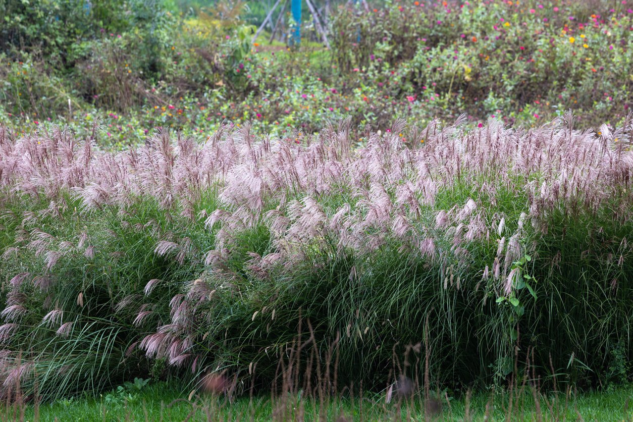 Miskant chiński VERSAMMLUNG - 3