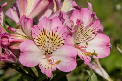 Alstroemeria ogrodowa SUMMER BREAK
