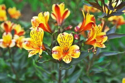 Alstroemeria ogrodowa SUMMER BREEZE