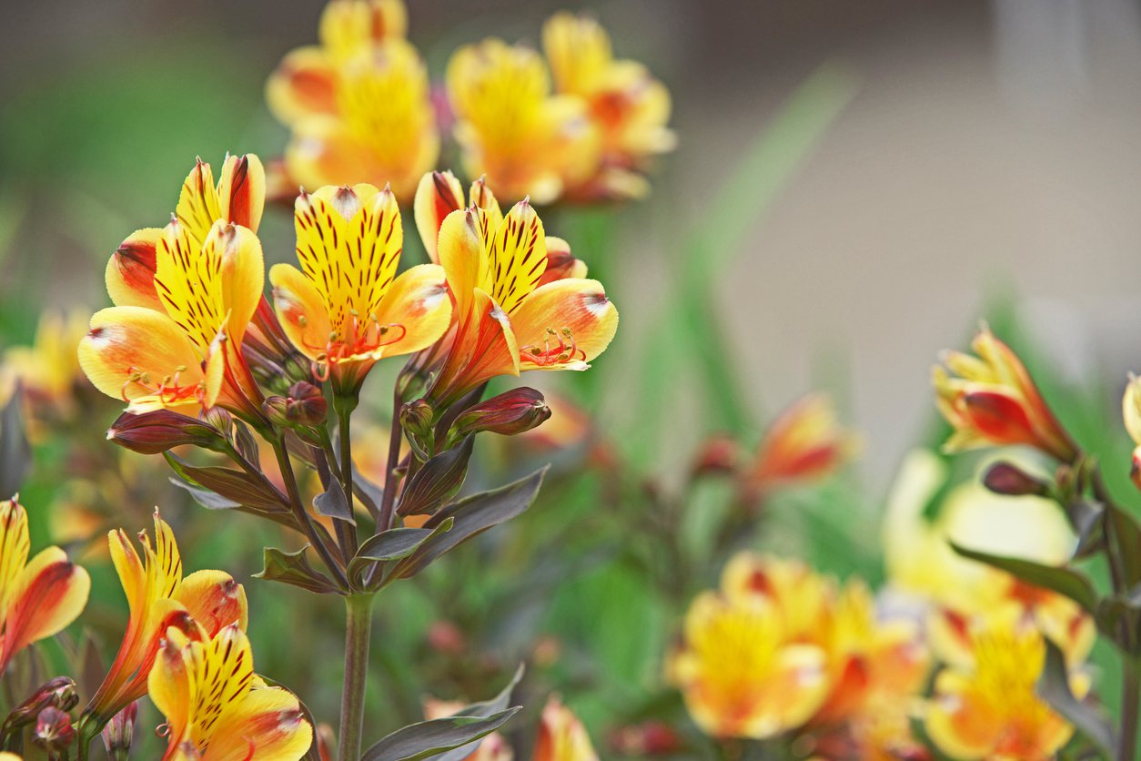 Alstroemeria ogrodowa SUMMER BREEZE - 2