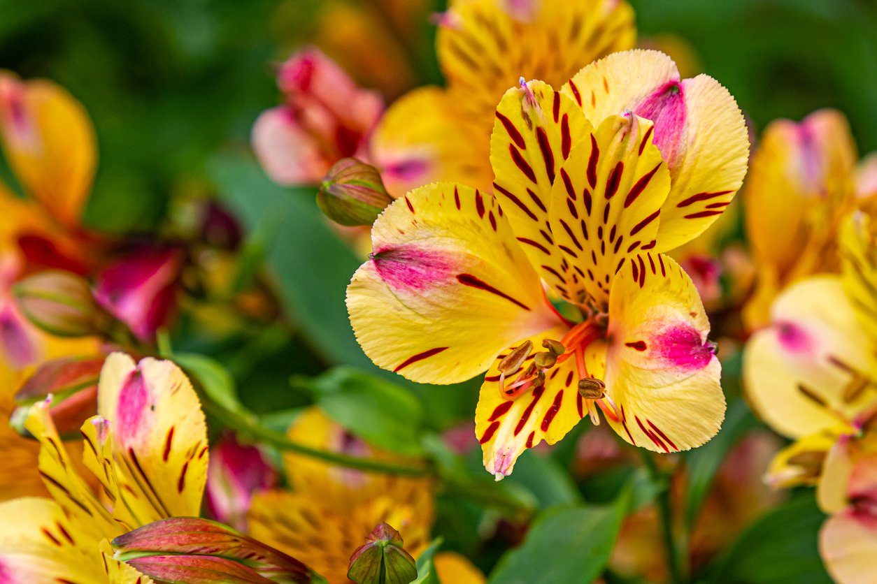 Alstroemeria ogrodowa SUMMER BREEZE - 3