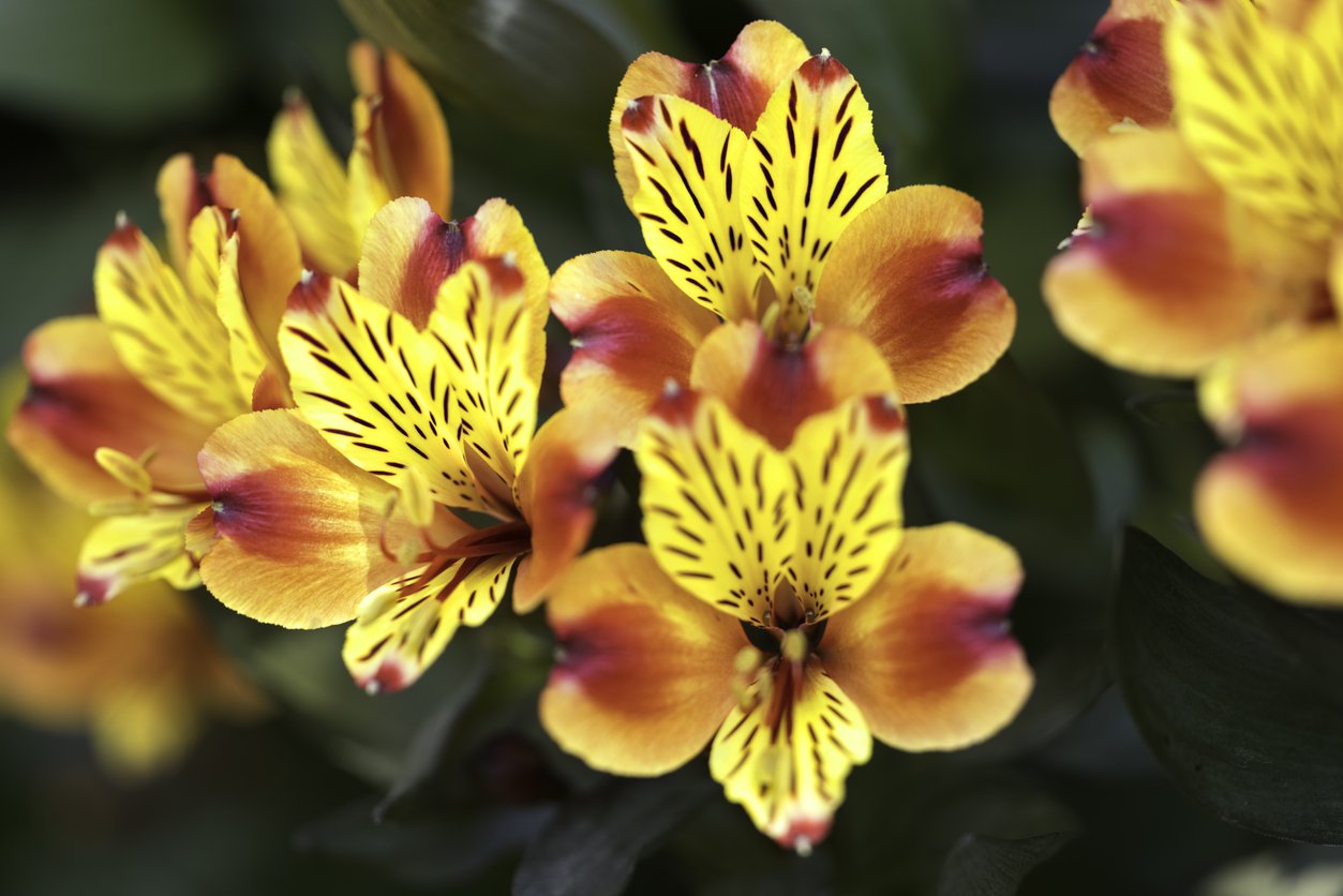 Alstroemeria ogrodowa SUMMER BREEZE - 4