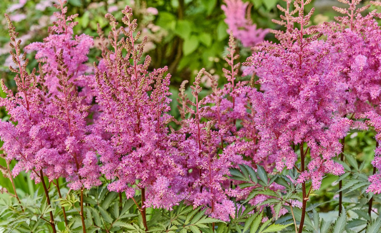 Tawułka AMERICA - 3