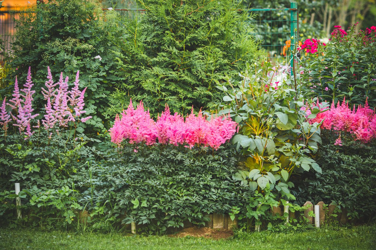 Tawułka AMETHYST - 4