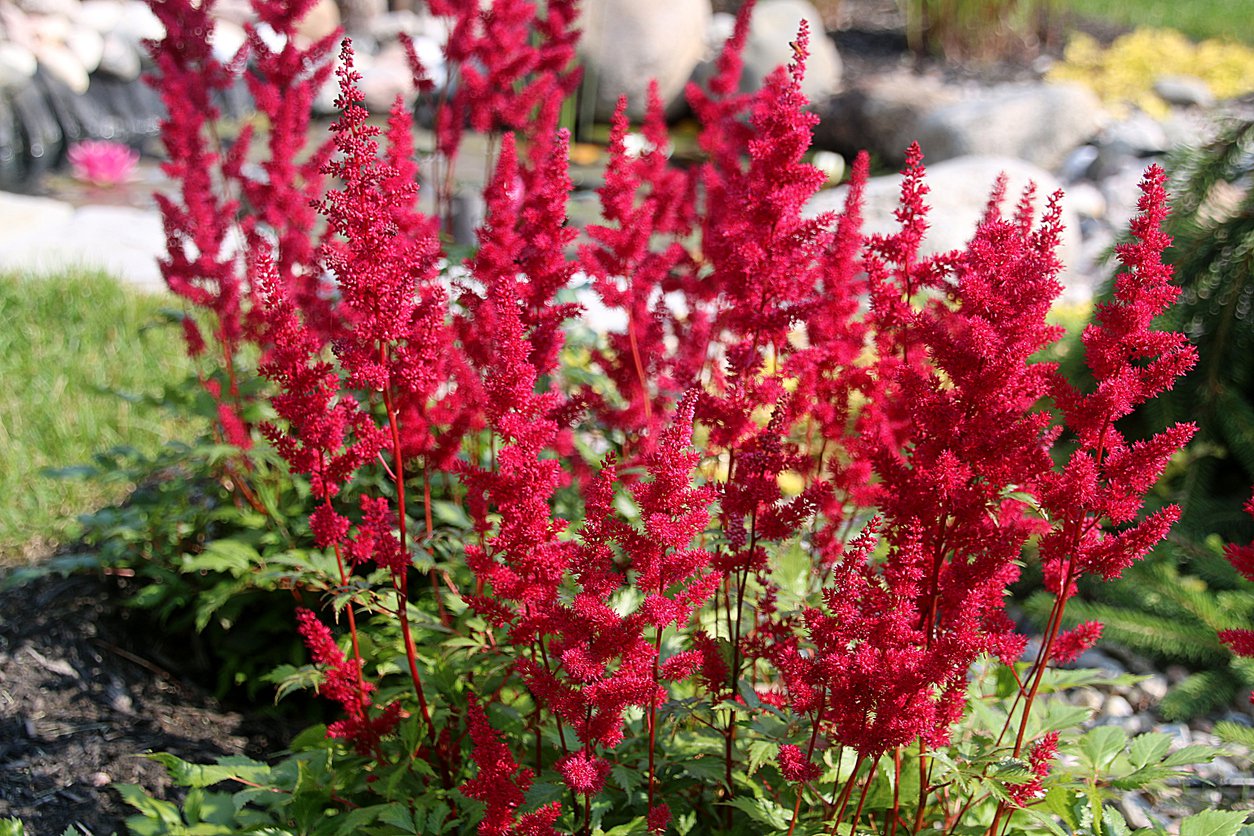 Tawułka arendsa ELSE SCHLUCK - 3