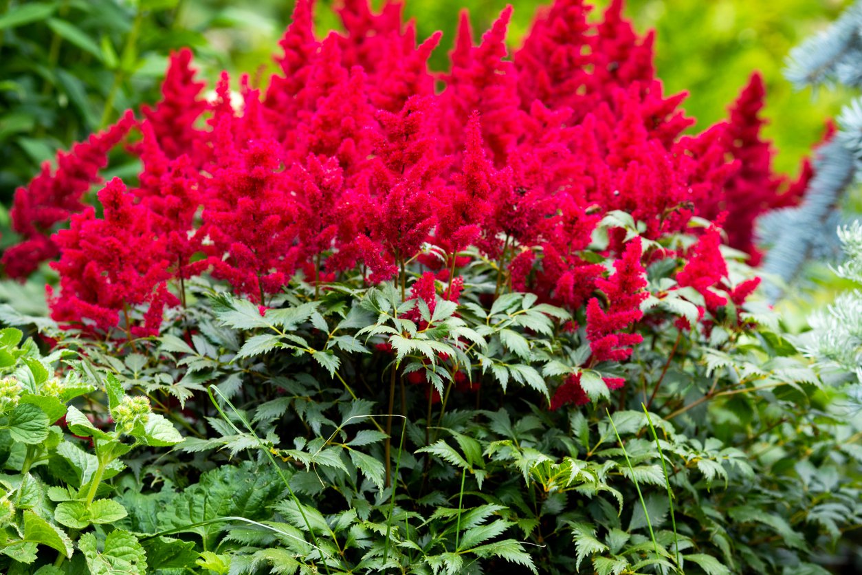 Tawułka arendsa ELSE SCHLUCK - 4