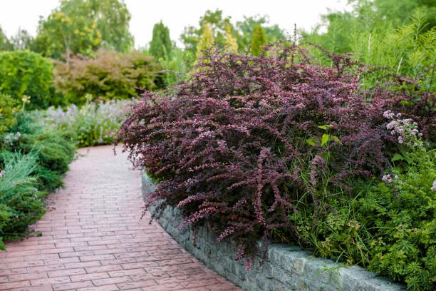 Berberys ottawski SUPERBA - 2