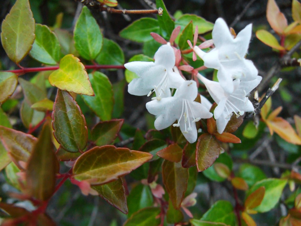 Abelia grandiflora KALEIDOSCOPE - 2