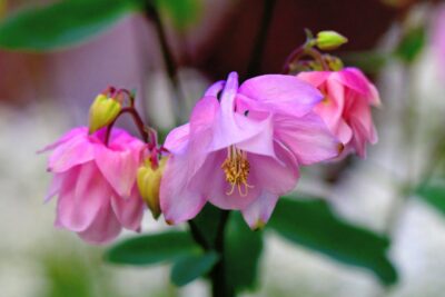 Orlik błękitny KARIGAMI mix