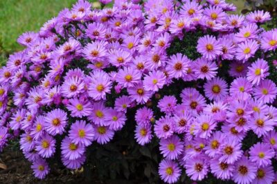 Aster krzaczasty STARLIGHT