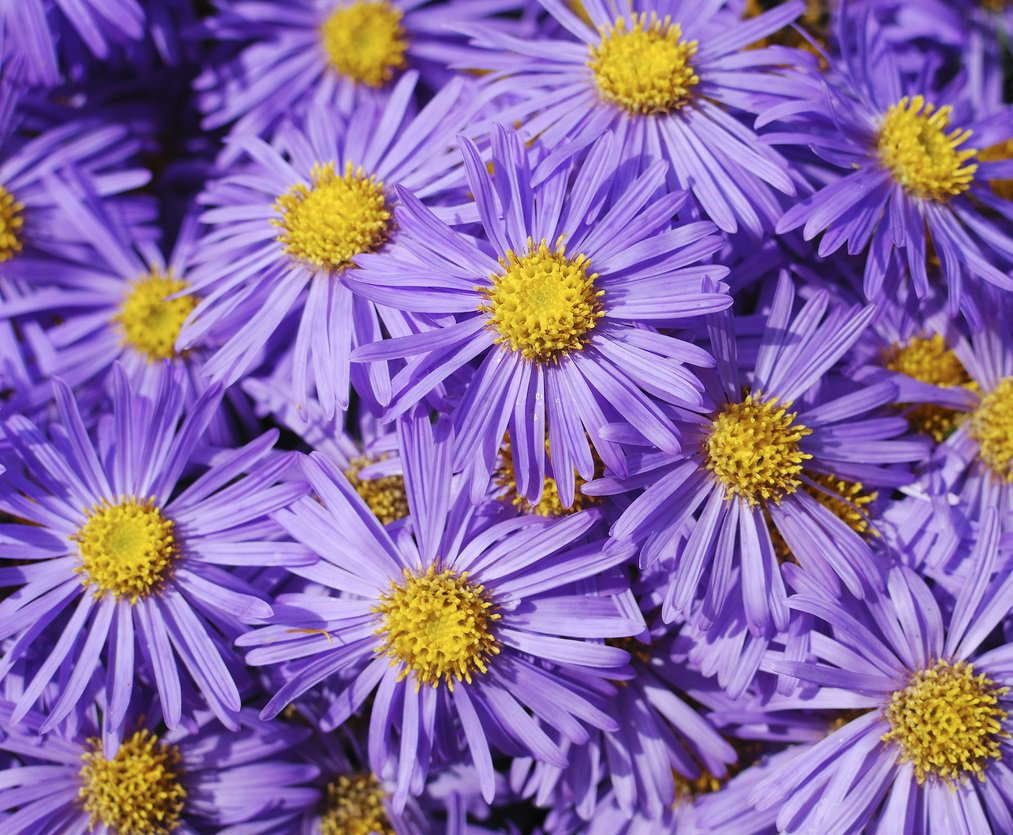 Aster nowobelgijski MAGIC LAVENDER - 1