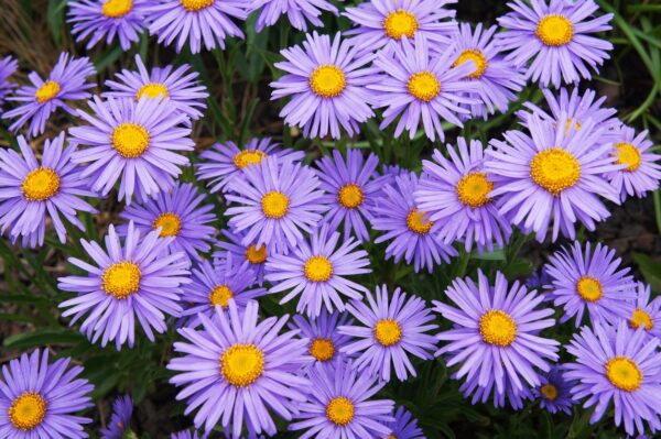 Aster nowobelgijski MAGIC LAVENDER - 2