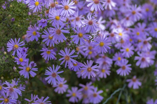 Aster nowobelgijski MAGIC LAVENDER - 4