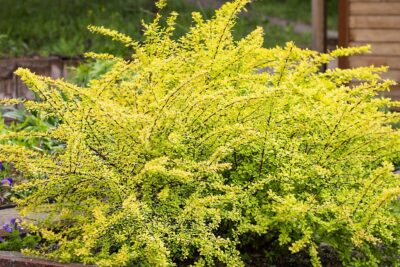 Berberys Thunberga AUREA NANA
