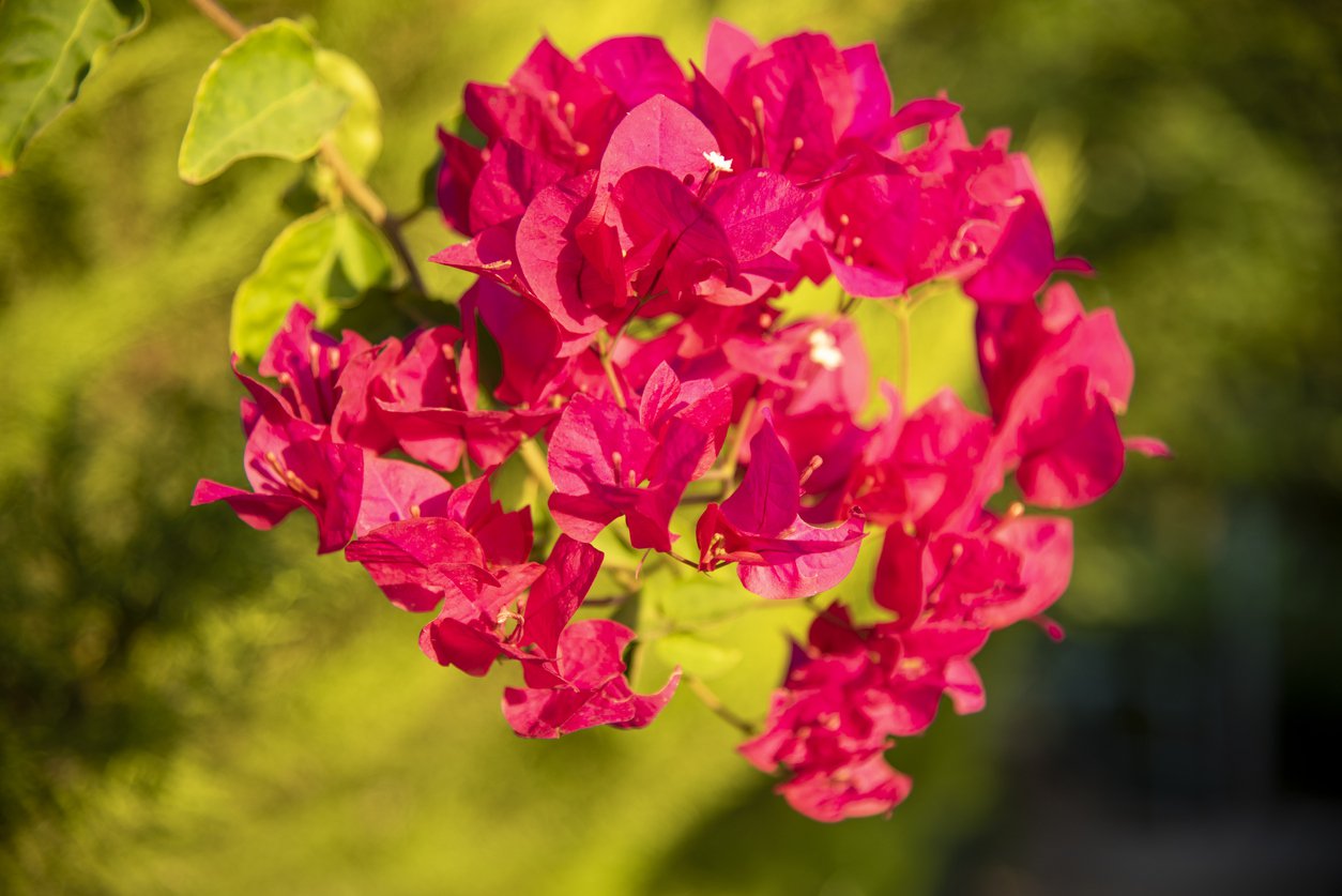 Azalia NABUCCO 50cm doniczka - 4