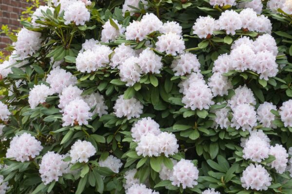 Rhododendron WREN - 6