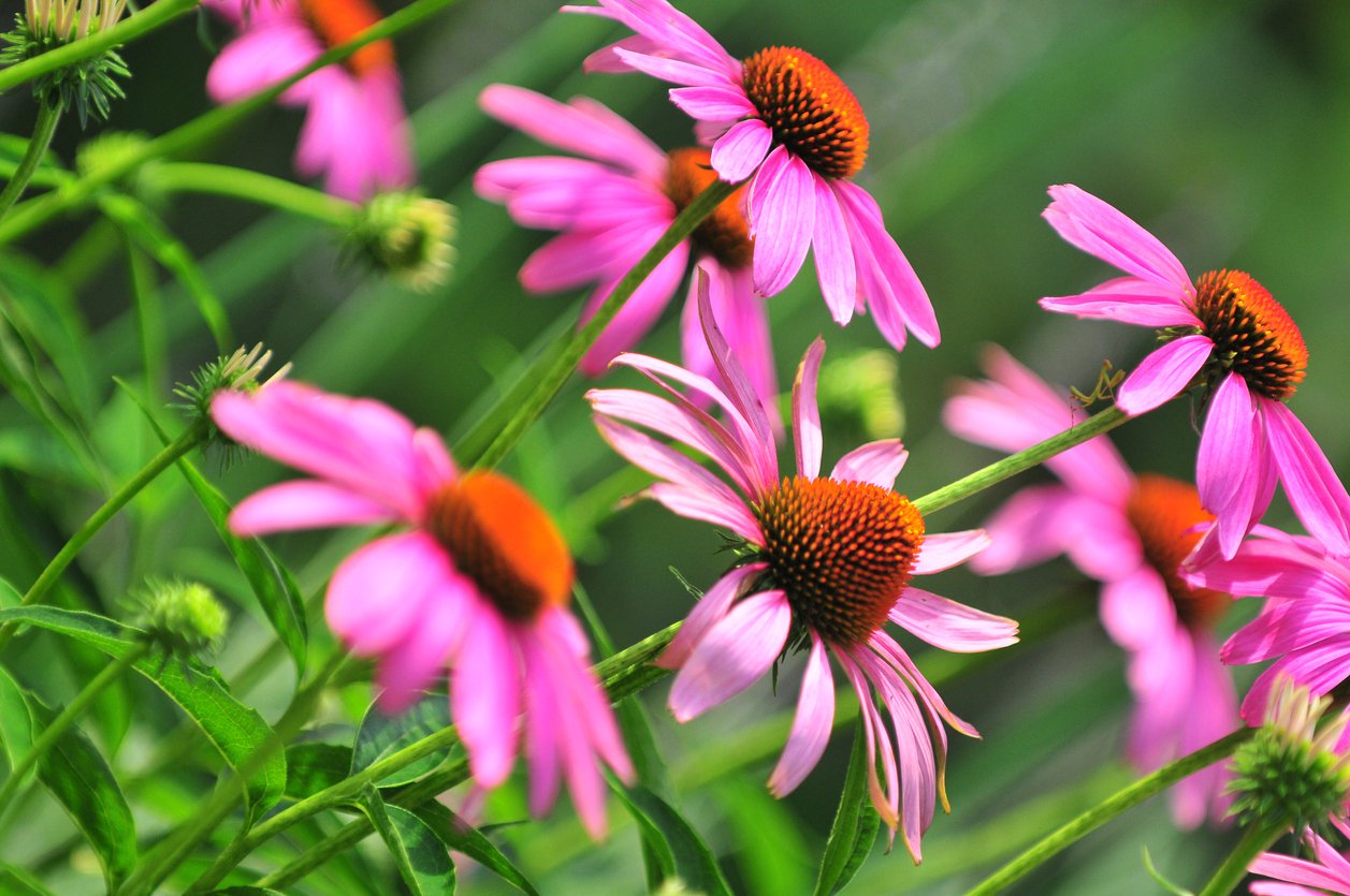 Echinacea jeżówka PINK DOUBLE DELIGHT - 4