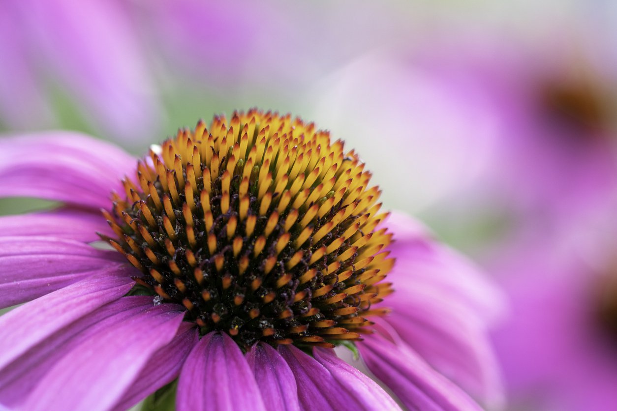 Echinacea jeżówka PINK DOUBLE DELIGHT - 6