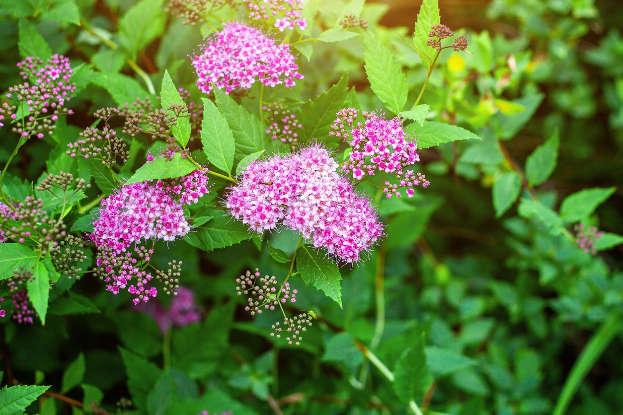 Tawuła japońska SHIROBANA - 4