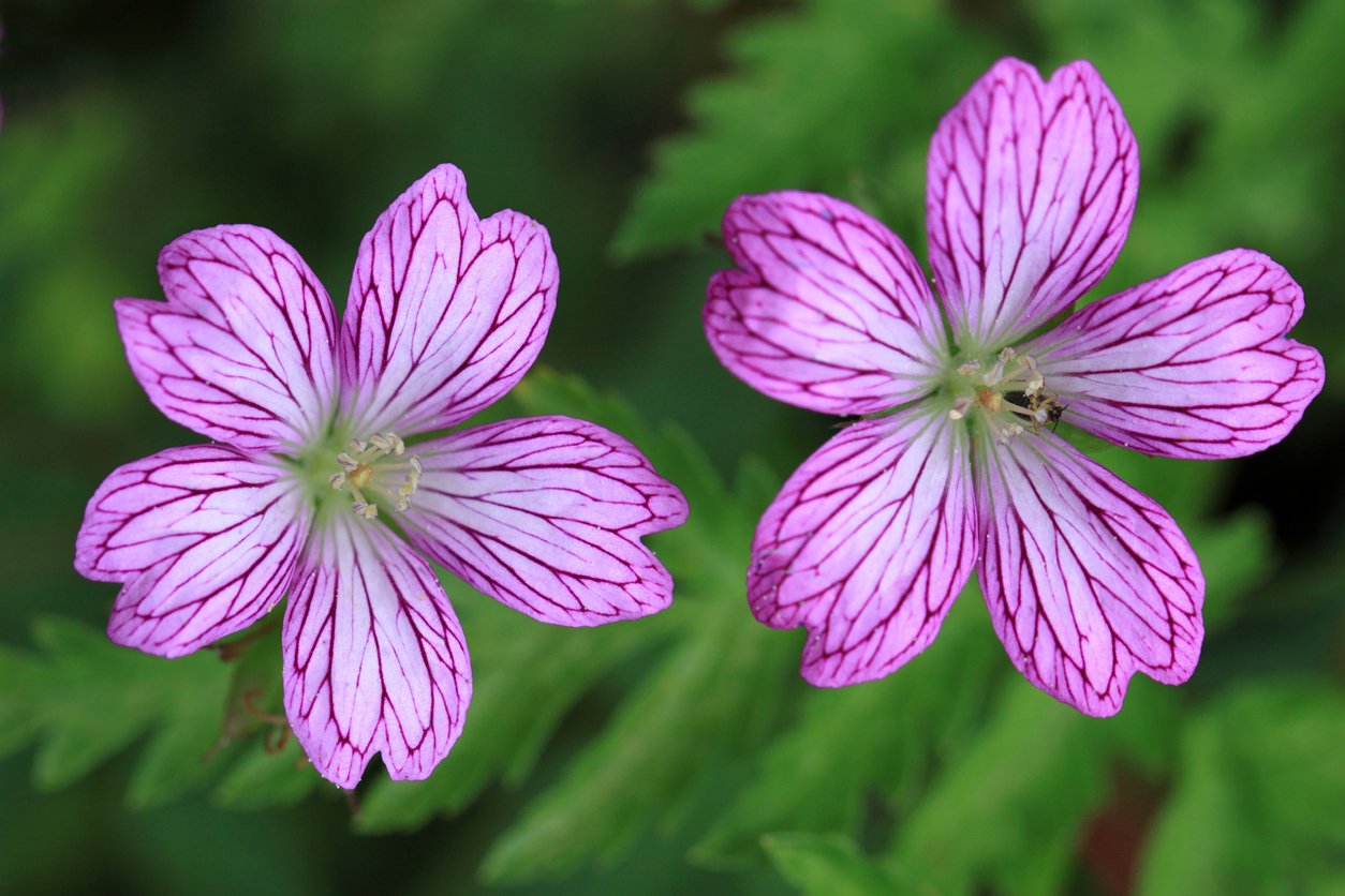 Iglica zmienna BISHOP'S FORM