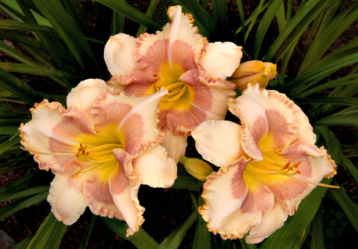 Liliowiec STRAWBERRY CANDY - 6