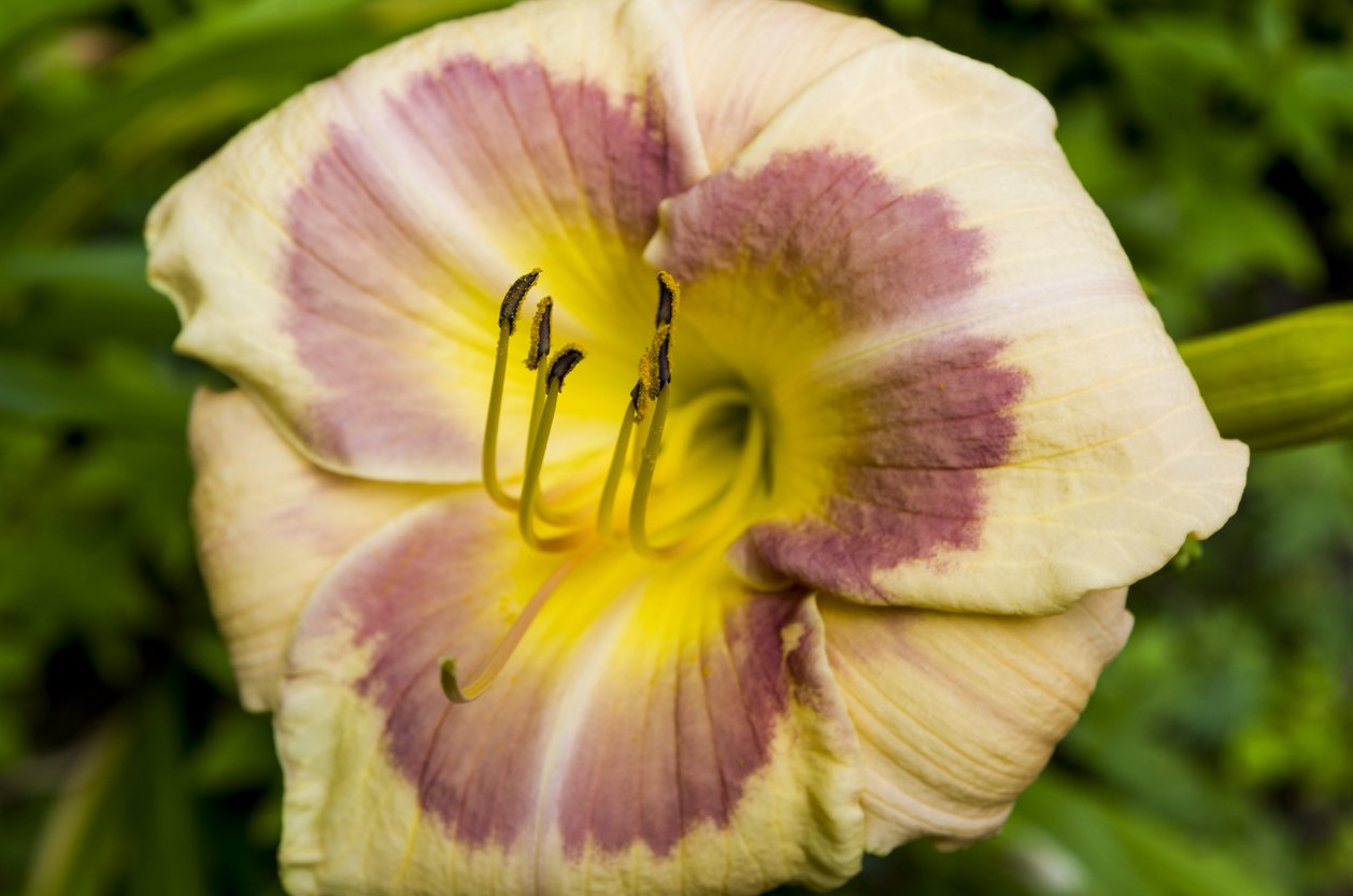 Liliowiec STRAWBERRY CANDY - 7