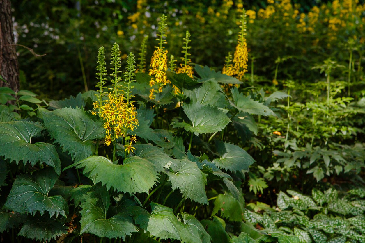 Języczka Przewalskiego LIGULARIA - 3