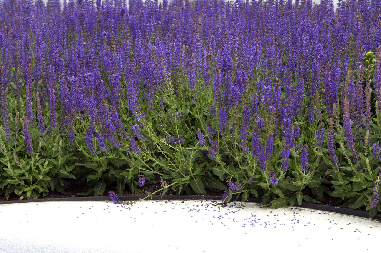 Szałwia różowa DIMENSION ROSE - 2