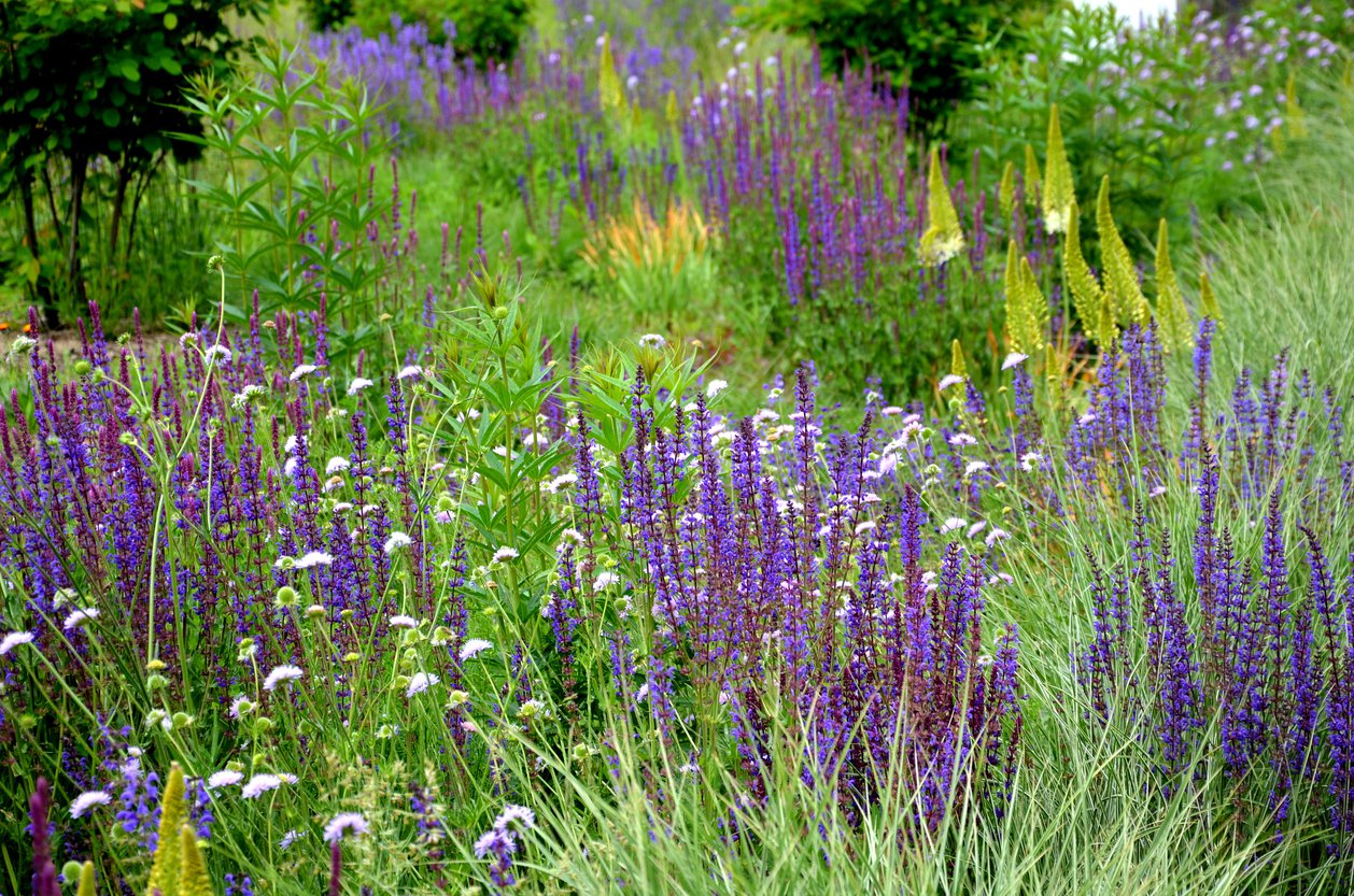 Szałwia różowa DIMENSION ROSE - 3