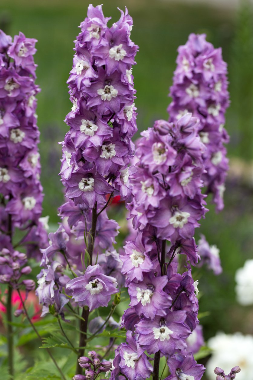 OSTRÓŻKA ogrodowa ASTOLAT - 4