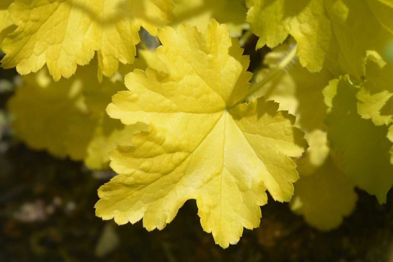 Żurawka ELECTRA - 2