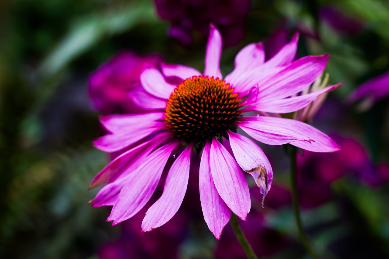 Echinacea jeżówka DELICIOUS CANDY - 4